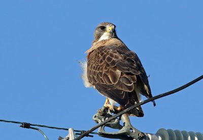 Swainson's Hawk 2024-07-16