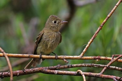 Western Flycatcher 2024-07-15