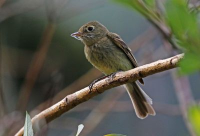 Western Flycatcher 2024-07-15