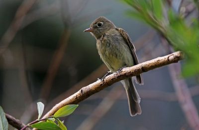 Western Flycatcher 2024-07-15