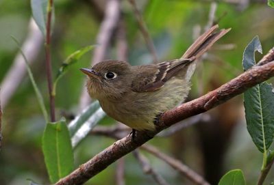 Western Flycatcher 2024-07-15