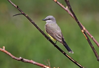 Western Kingbird 2024-06-10