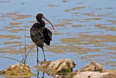 White-faced Ibis 2024-07-01