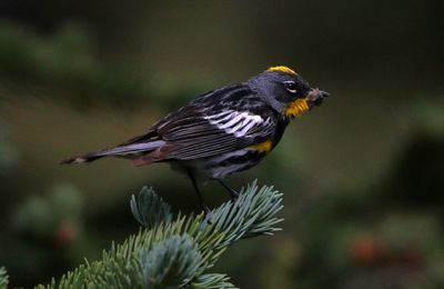Yellow-rumped Warbler 2024-07-15