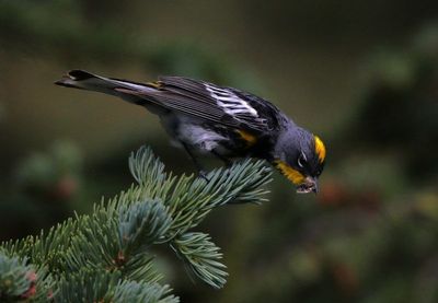 Yellow-rumped Warbler 2024-07-15