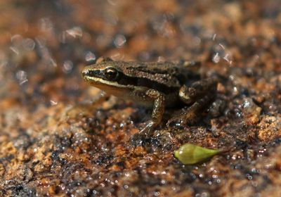 Boreal Chorus Frog 2024-07-23