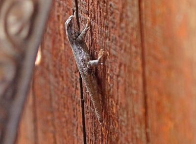 Prairie Lizard 2024-07-09