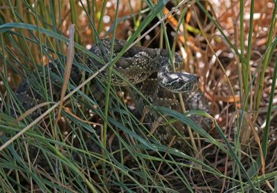 Prairie Rattlesnake 2024-06-16