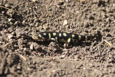 Tiger Salamander 2024-07-02