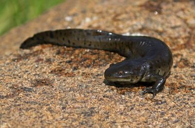 Tiger Salamander 2024-07-23