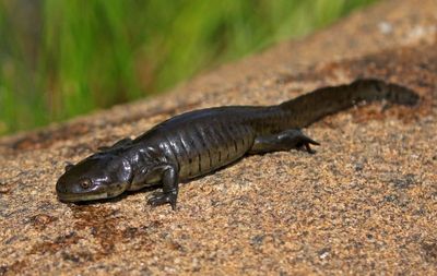 Tiger Salamander 2024-07-23