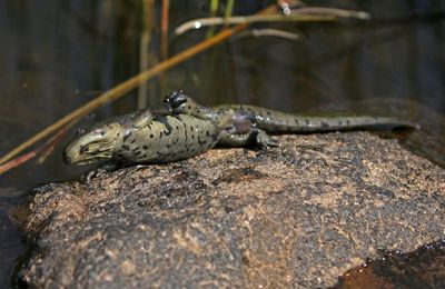 Tiger Salamander 2024-07-23