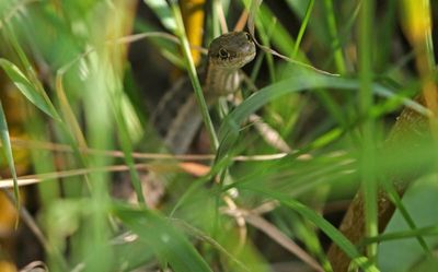 Wandering Garter Snake 2024-07-23