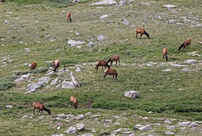 Elk 2024-07-15
