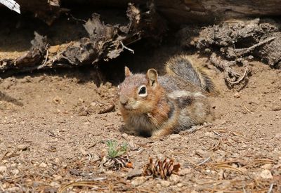 Golden-mantled Ground Squirrel 2024-07-15