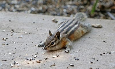 Least Chipmunk 2024-07-23