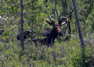Moose 2024-07-23