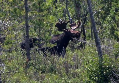 Moose 2024-07-23