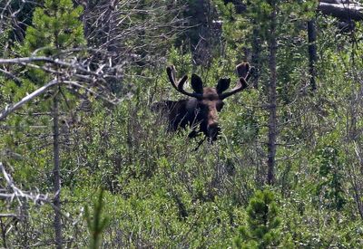 Moose 2024-07-23