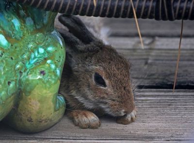 Mountain Cottontail 2024-07-09