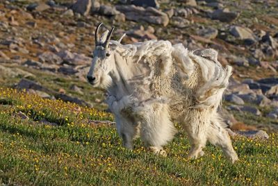 Mountain Goat 2024-07-15