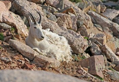 Mountain Goat 2024-07-15