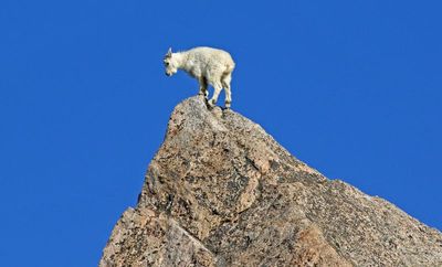 Mountain Goat 2024-07-15