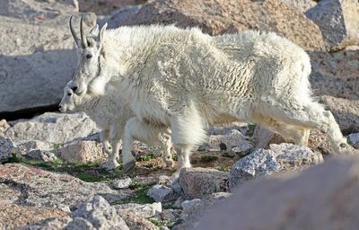 Mountain Goat 2024-07-15