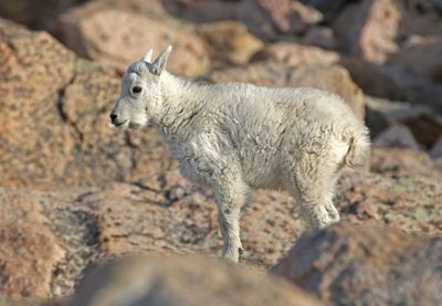Mountain Goat 2024-07-15