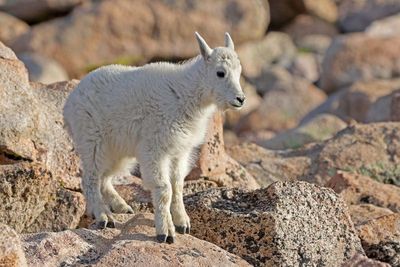 Mountain Goat 2024-07-15