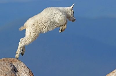 Mountain Goat 2024-07-15