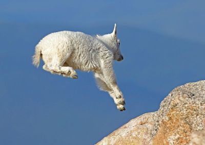 Mountain Goat 2024-07-15