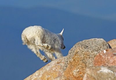 Mountain Goat 2024-07-15