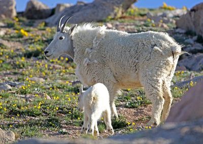 Mountain Goat 2024-07-15