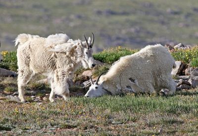 Mountain Goat 2024-07-15