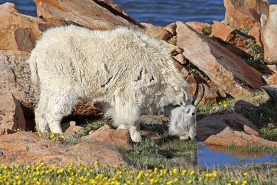Mountain Goat 2024-07-15