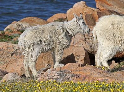 Mountain Goat 2024-07-15