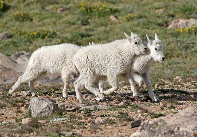 Mountain Goat 2024-07-15