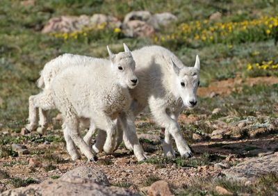 Mountain Goat 2024-07-15