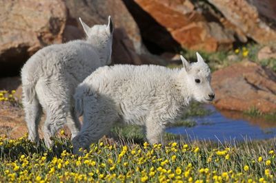 Mountain Goat 2024-07-15