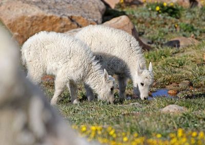 Mountain Goat 2024-07-15