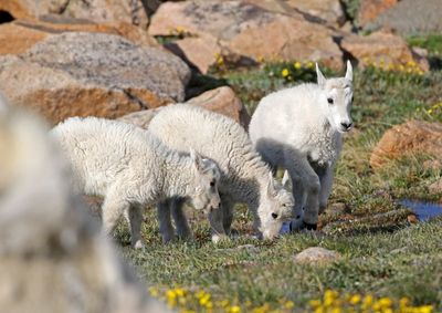 Mountain Goat 2024-07-15