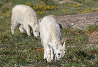 Mountain Goat 2024-07-15