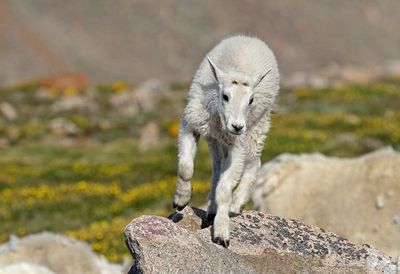 Mountain Goat 2024-07-15
