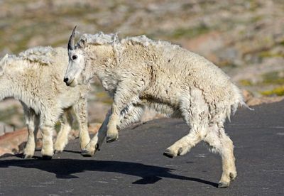 Mountain Goat 2024-07-15