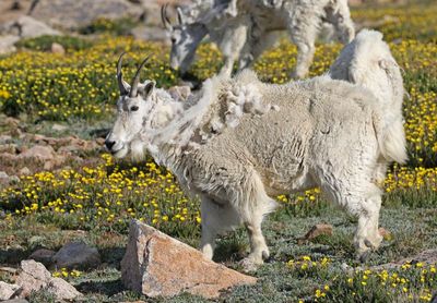 Mountain Goat 2024-07-15