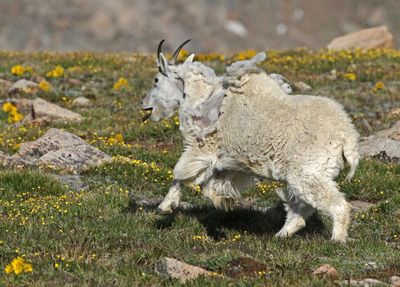Mountain Goat 2024-07-15