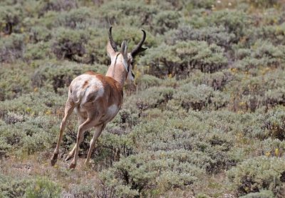 Pronghorn 2024-07-23