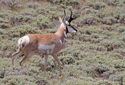 Pronghorn 2024-07-23