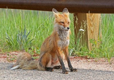 Red Fox 2024-07-23